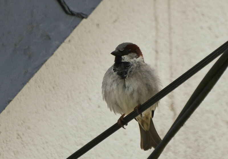 House Sparrow male adult, identification