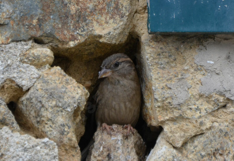 House Sparrow female adult, Reproduction-nesting