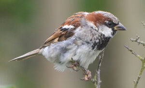 House Sparrow