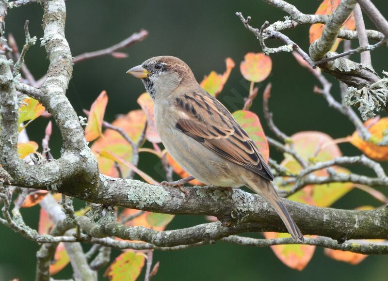 House Sparrowsubadult, identification