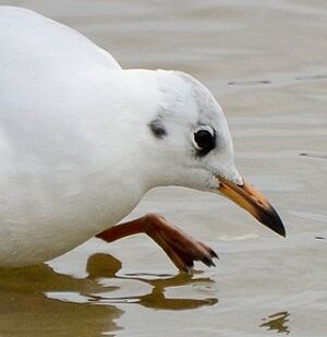 Black-headed Gull