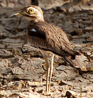 Senegal Thick-knee