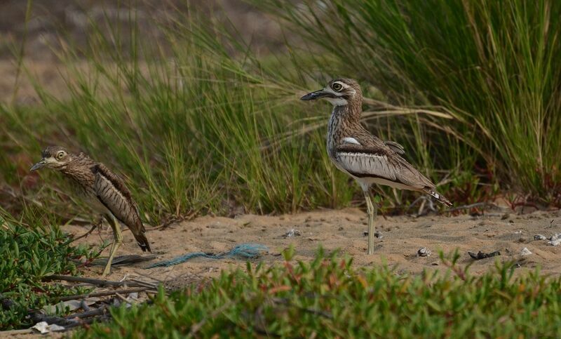 Water Thick-knee, identification, Reproduction-nesting