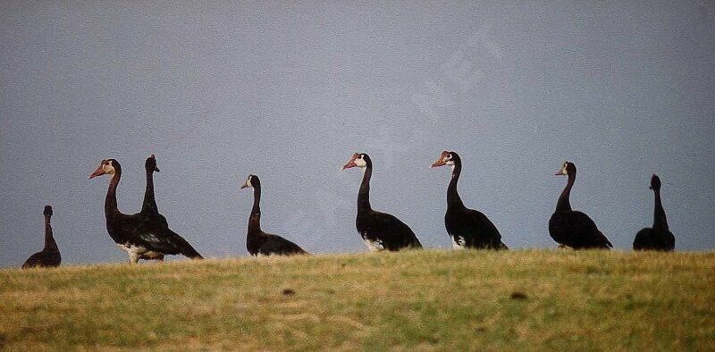 Spur-winged Goose