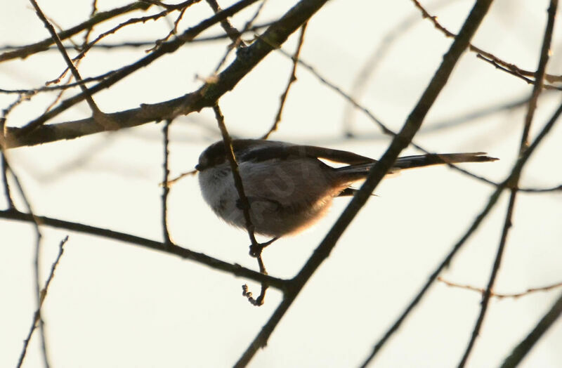 Long-tailed Titadult