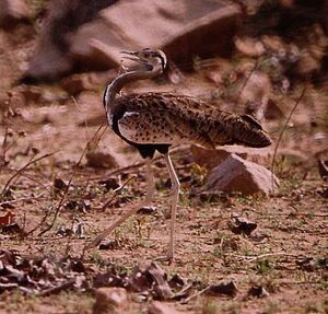 Black-bellied Bustard
