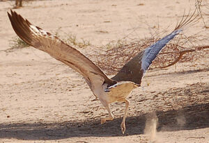 Arabian Bustard