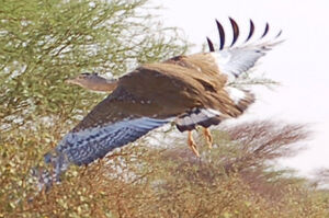 Arabian Bustard