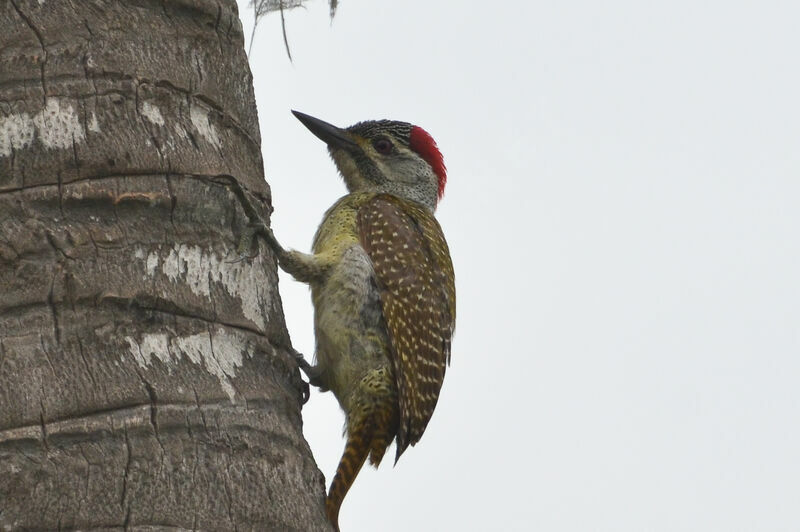 Fine-spotted Woodpecker female, identification