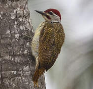 Fine-spotted Woodpecker