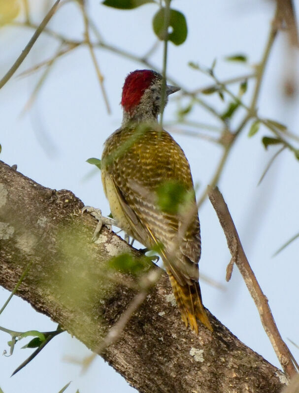 Fine-spotted Woodpeckeradult