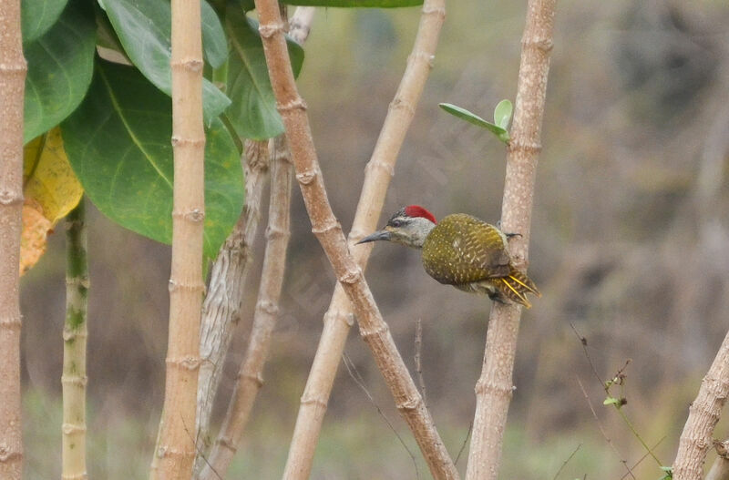 Fine-spotted Woodpecker female adult, identification