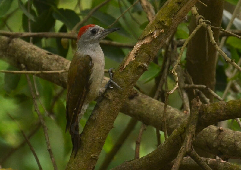 African Grey Woodpeckeradult, identification