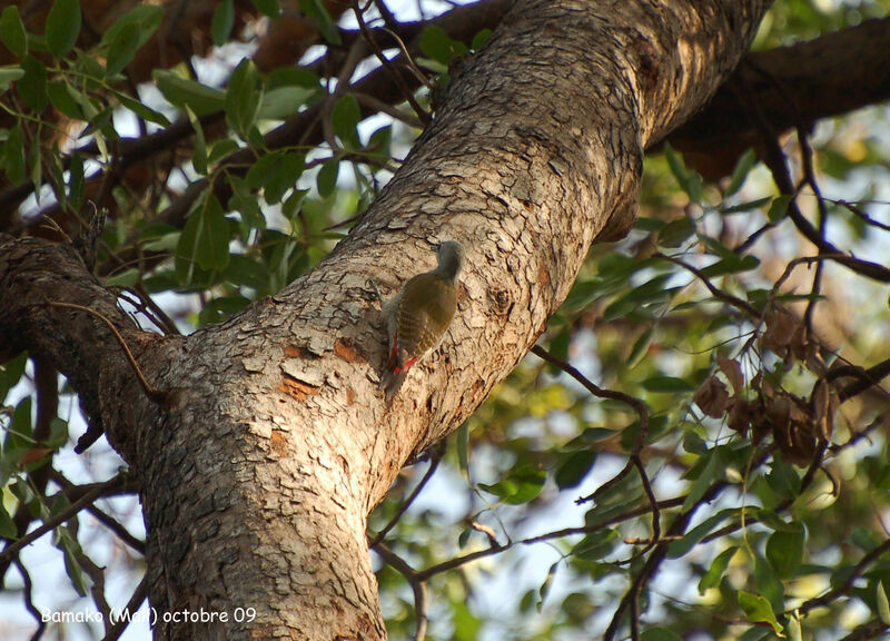 African Grey Woodpecker female adult