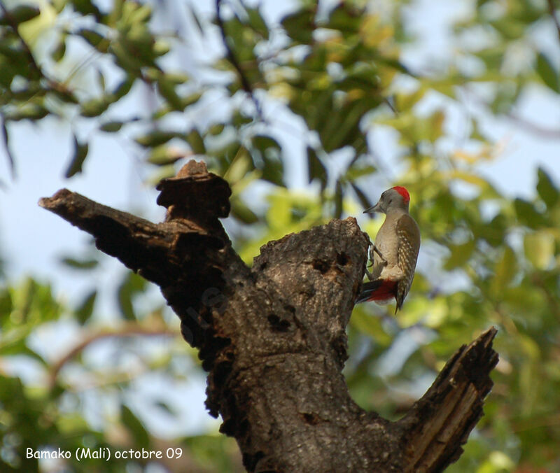African Grey Woodpecker male adult