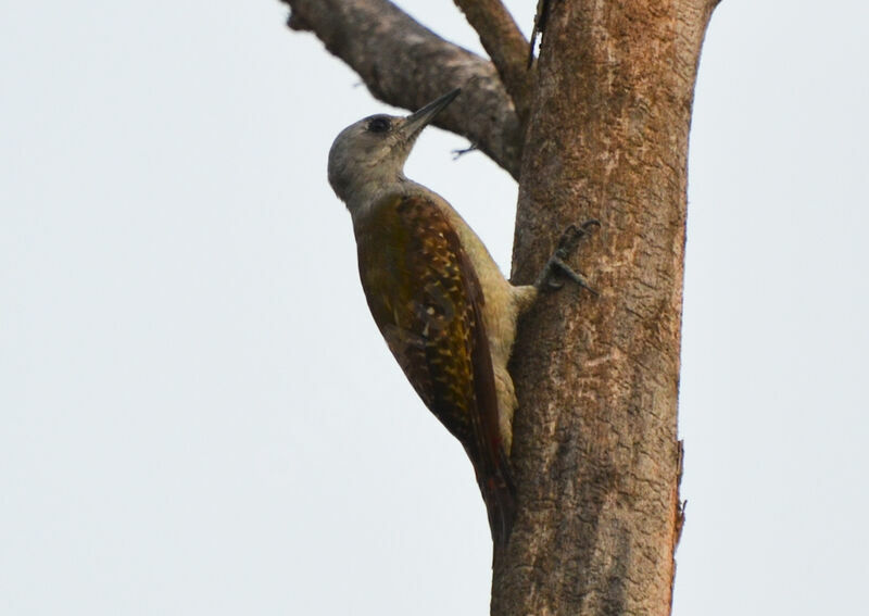 African Grey Woodpeckerimmature