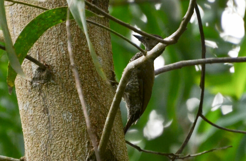 Buff-spotted Woodpeckeradult