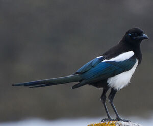 Eurasian Magpie 
&copy; Thierry Helsens