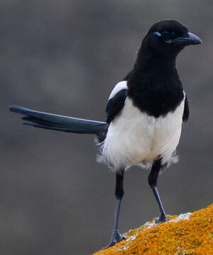 Eurasian Magpie 
&copy; Thierry Helsens