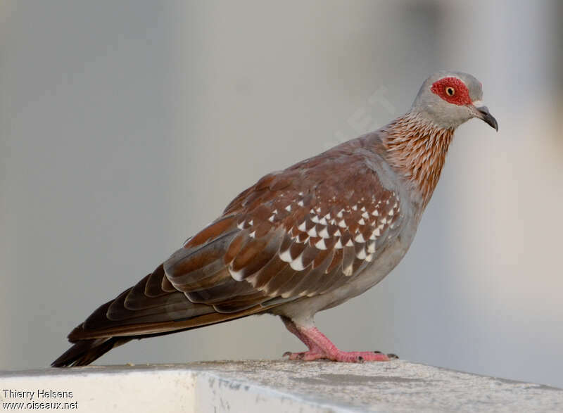 Pigeon roussardadulte, identification