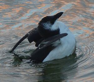 Razorbill