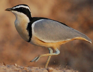 Pluvian fluviatile