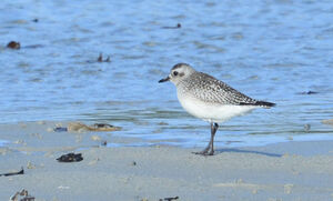 Grey Plover