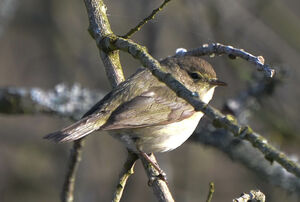 Common Chiffchaff
