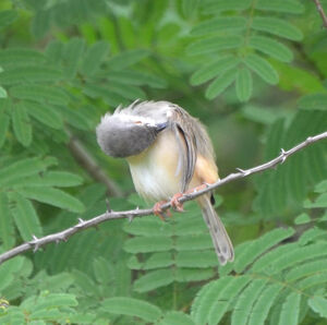 Tawny-flanked Prinia