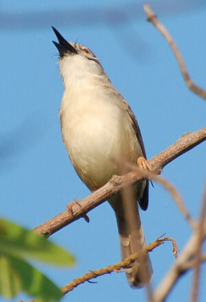 Tawny-flanked Prinia