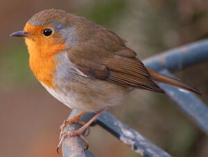 European Robin 
&copy; Thierry Helsens