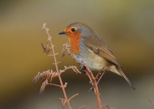 European Robin