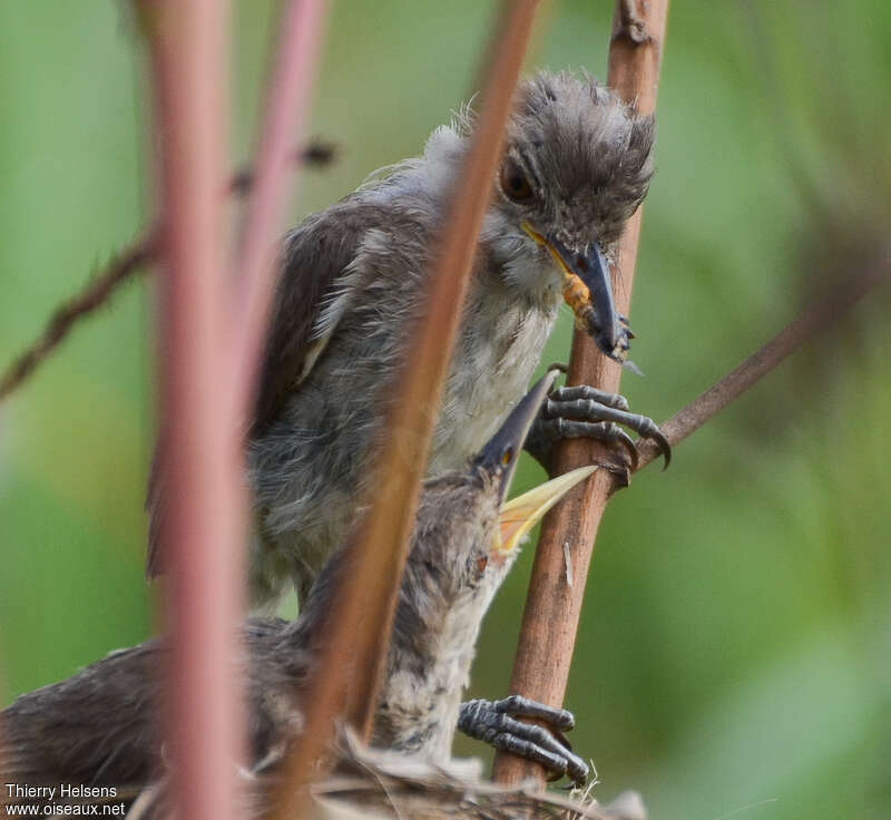 Greater Swamp Warbleradult breeding, feeding habits, Reproduction-nesting
