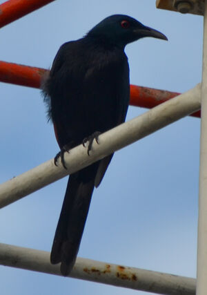 Neumann's Starling