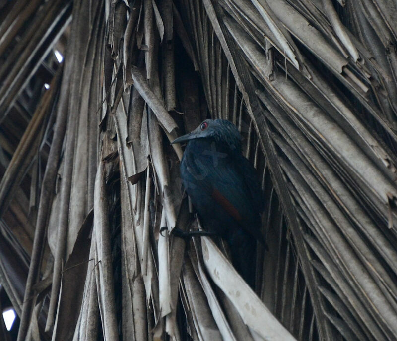 Neumann's Starling female adult, identification