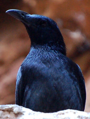 Red-winged Starling