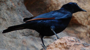 Red-winged Starling