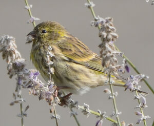 Serin cini