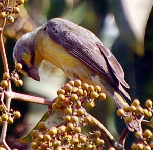 Yellow-fronted Canary