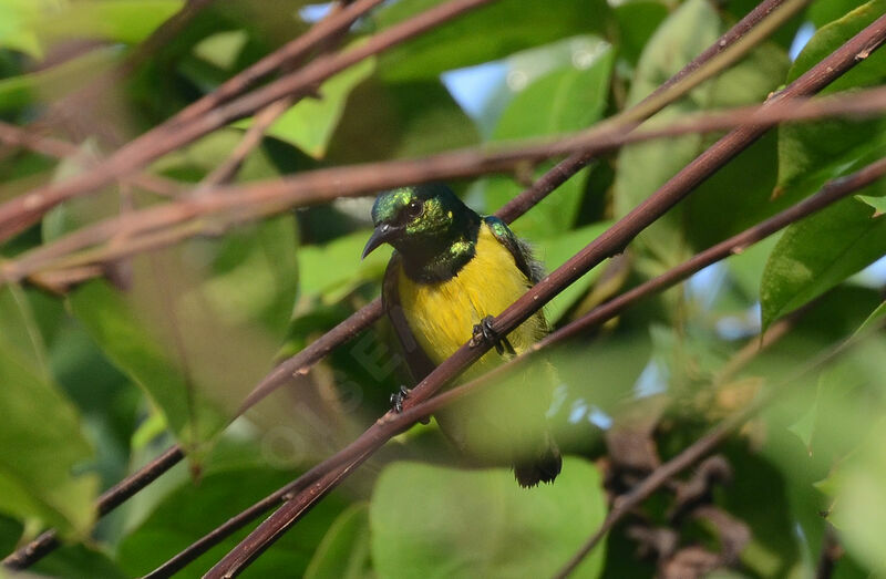 Collared Sunbird male adult, identification