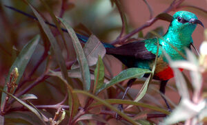 Beautiful Sunbird