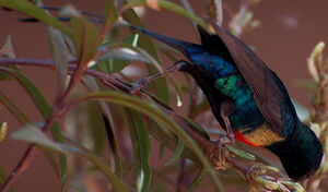 Beautiful Sunbird