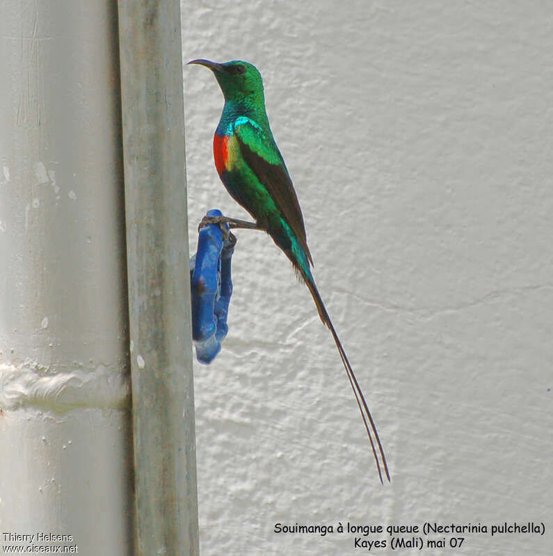 Beautiful Sunbird male adult breeding, identification