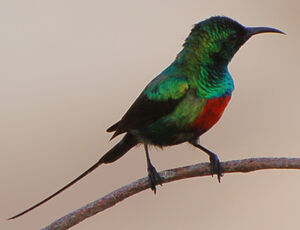 Beautiful Sunbird