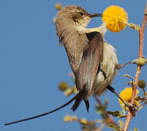 Beautiful Sunbird