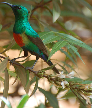 Beautiful Sunbird