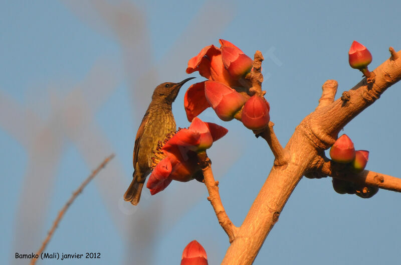 Scarlet-chested Sunbird female adult