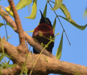 Scarlet-chested Sunbird
