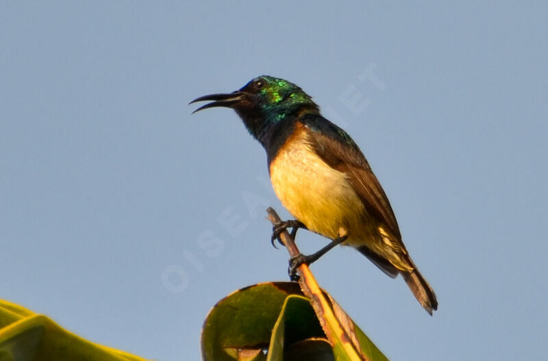 Variable Sunbird male adult, identification