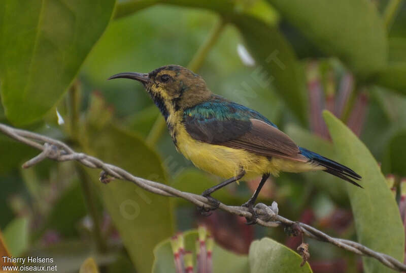 Variable Sunbird male adult post breeding, identification